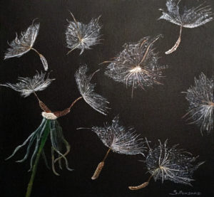 Fleurs de salsifis